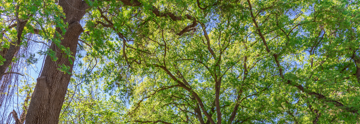 Trees in Modesto California